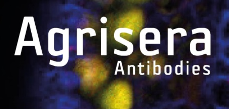 Agrisera植物細(xì)胞壁相關(guān)抗體，開學(xué)季促銷啦！