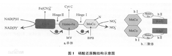 硝酸還原酶（NR）結(jié)構示意圖